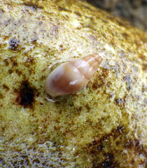 Image of Mitrella austrina