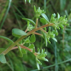 Sedum quevae