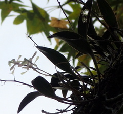 Epidendrum conopseum image