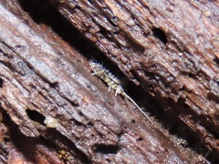 Pogonognathellus elongatus