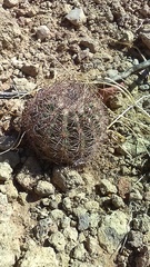 Echinomastus intertextus