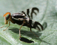 Rhagoletis striatella