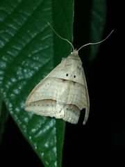 Perasia helvina