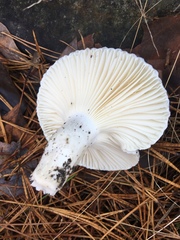Hygrophorus ponderatus