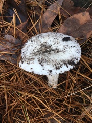 Hygrophorus ponderatus