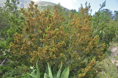 Juniperus coahuilensis