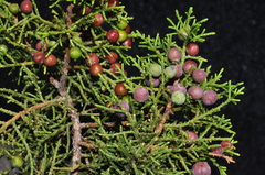 Juniperus coahuilensis