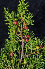 Juniperus coahuilensis
