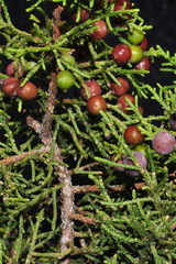 Juniperus coahuilensis