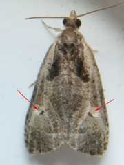 Olethreutes punctanum