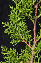 Juniperus coahuilensis