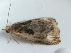 Olethreutes punctanum