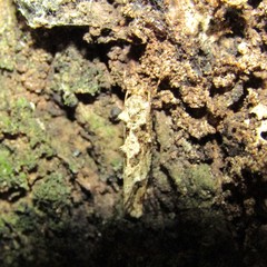 Lysiphragma epixyla