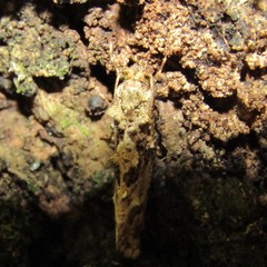 Lysiphragma epixyla
