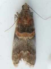Acrobasis caryae
