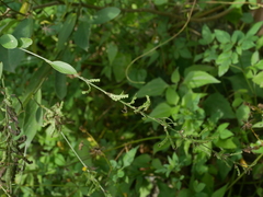 Jacy Chen, CC BY, iNaturalist via GBIF Pleurolobus gangeticus, photograph Jacy Chen, CC BY, iNaturalist via GBIF