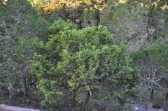 Juniperus angosturana