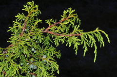 Juniperus angosturana
