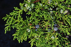 Juniperus angosturana