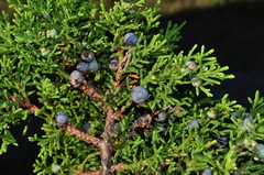 Juniperus angosturana
