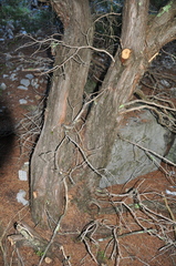 Juniperus angosturana