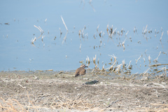 Charadrius vociferus
