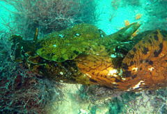 Aplysia extraordinaria