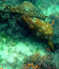 Aplysia extraordinaria