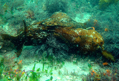 Aplysia extraordinaria
