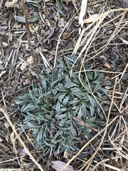 Petrophytum caespitosum