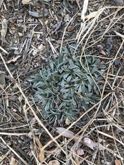 Petrophytum caespitosum