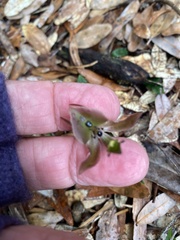 Chiloglottis gunnii