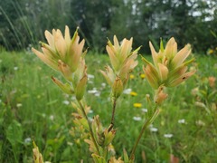Castilleja miniata fulva