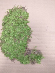 Thuidium delicatulum