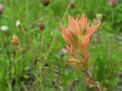 Castilleja miniata fulva