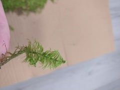 Thuidium delicatulum