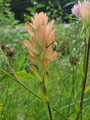 Castilleja miniata fulva