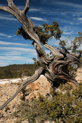 Juniperus durangensis