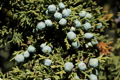 Juniperus durangensis