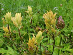 Castilleja miniata fulva
