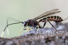 Labeninae