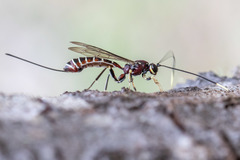 Labeninae