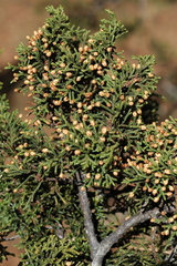 Juniperus durangensis
