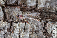 Labeninae