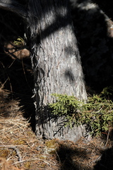 Juniperus durangensis