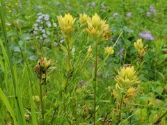 Castilleja miniata fulva