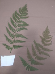 Dryopteris intermedia