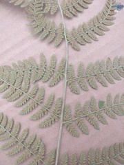 Dryopteris intermedia