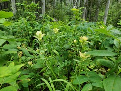 Castilleja miniata fulva