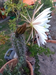 Trichocereus tacaquirensis